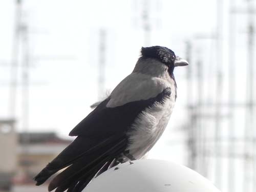 8_Piume nel vento_leggera